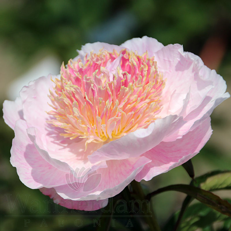 Zhemchuzhna Rossyp | Warmerdam Paeonia